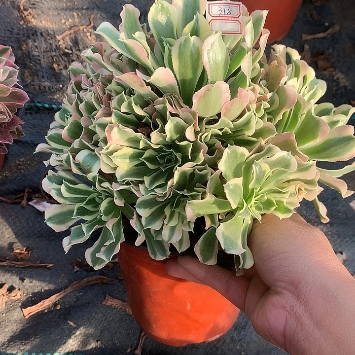 米**家626白凤多肉植物