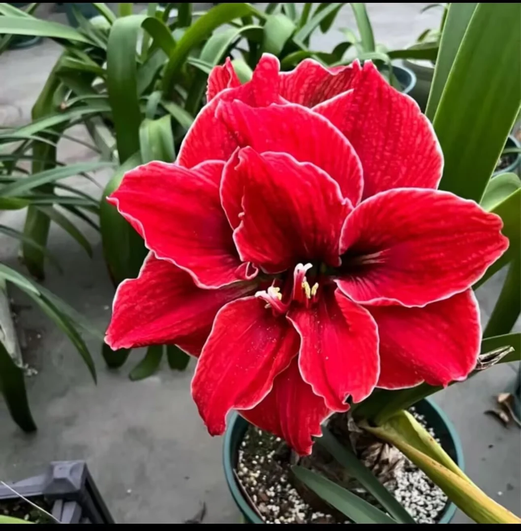 魔法）朱顶红种球6-8厘米