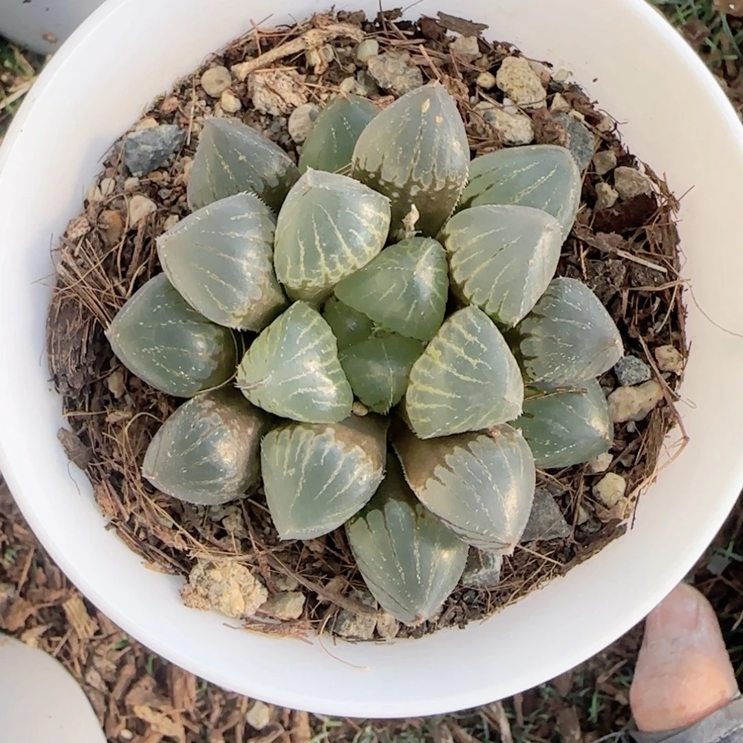 无花朵月影寿单头