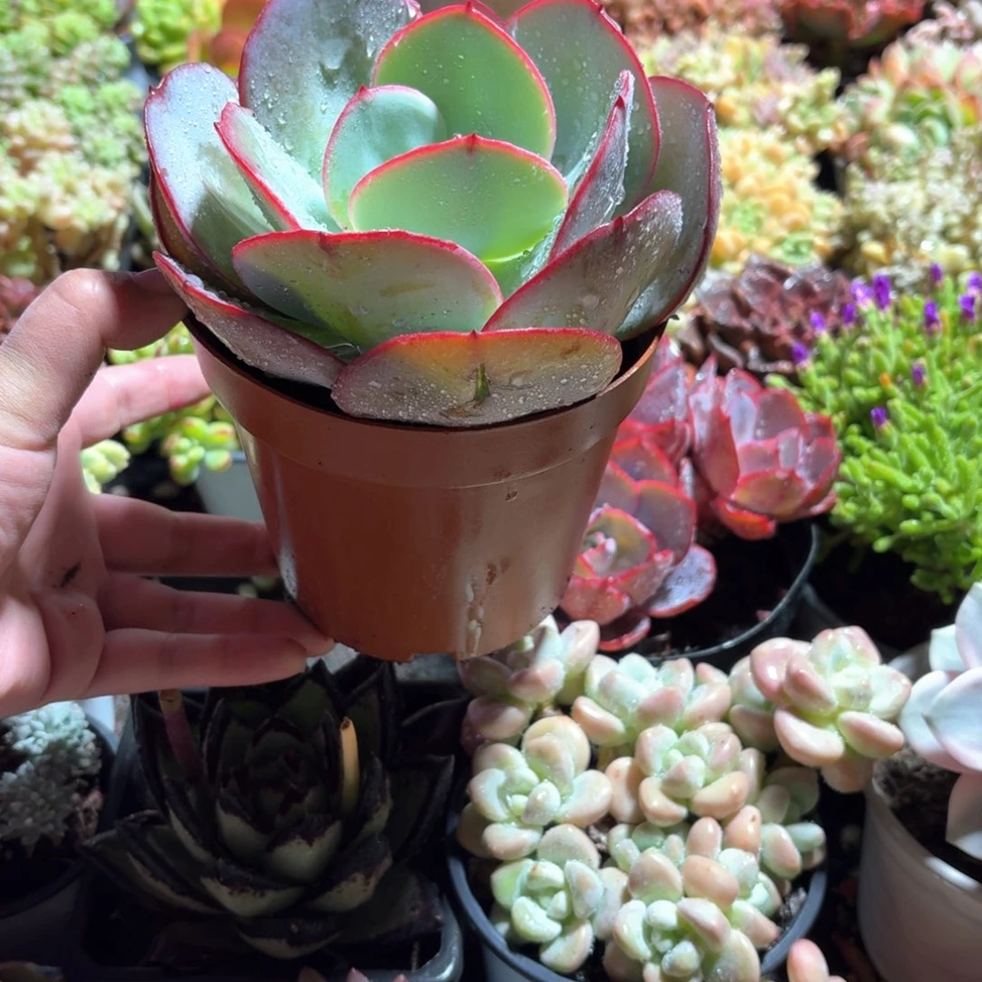 布鲁蓝多肉12㎝盆