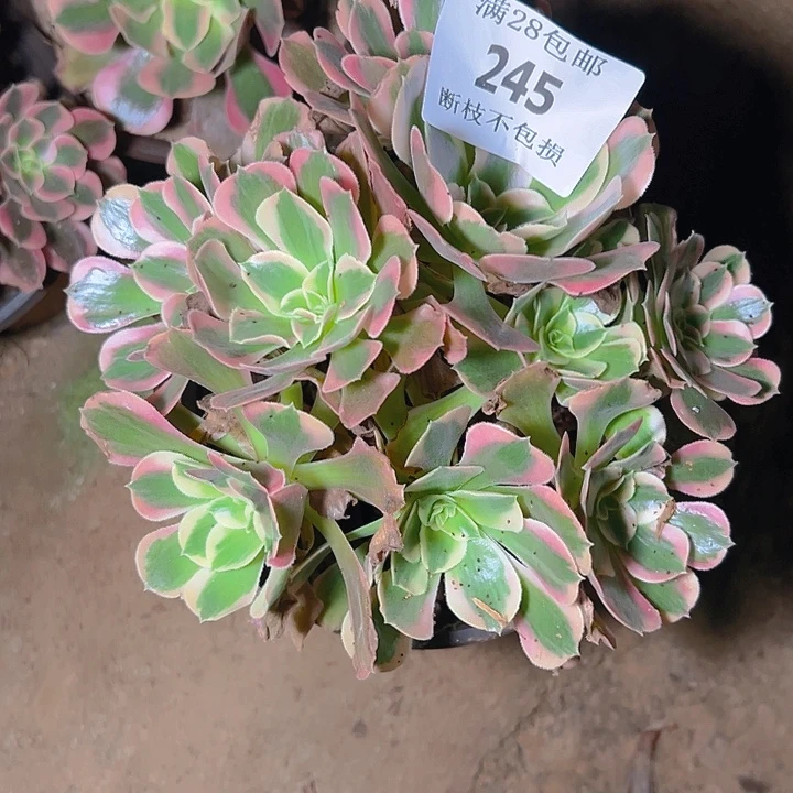 245粉女郎多肉植物保护