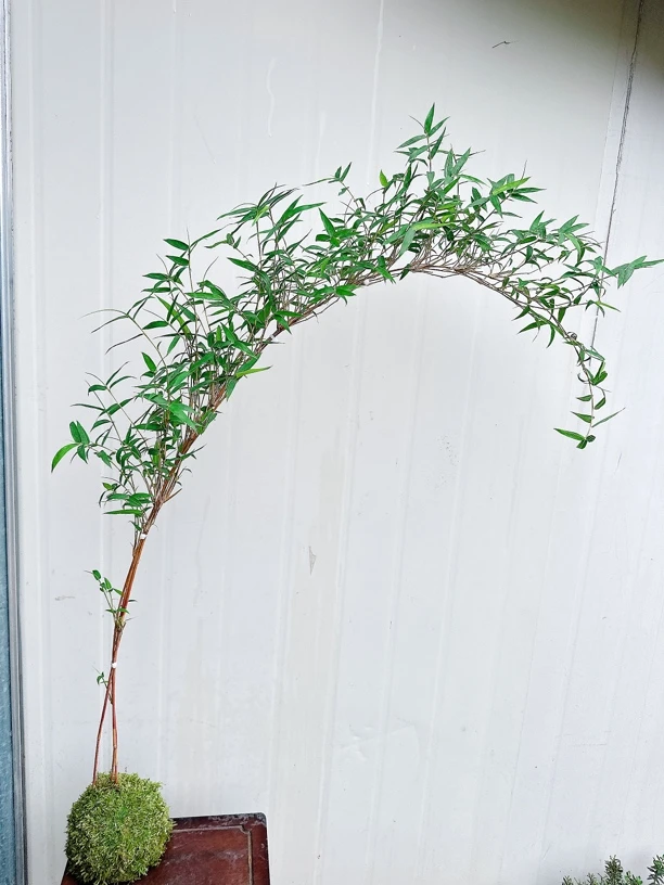 高杆飘枝红观音竹四季好养庭院室内茶室桌面造景绿植盆栽