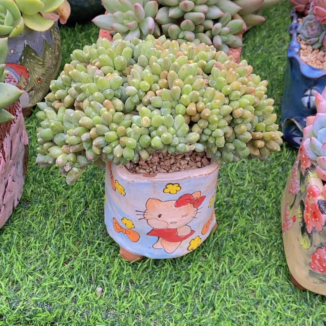 千代田小树缀 一物一拍