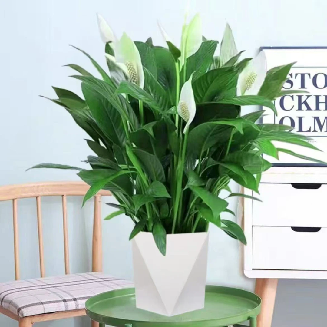 A【带盆白掌】盆栽花卉植物带花阳台绿植客厅摆放吸甲醛四季好养