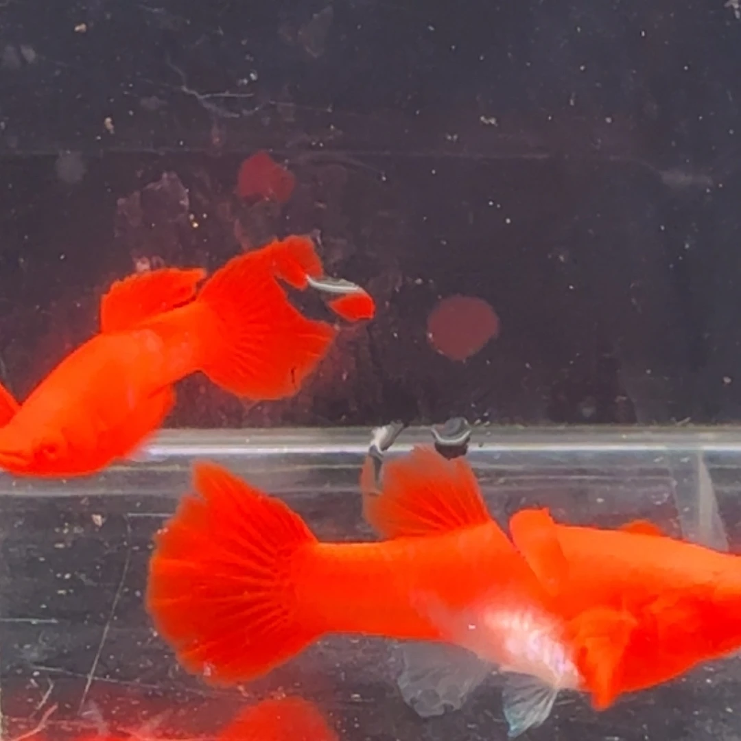孔雀鱼鸿运当头双份水1对