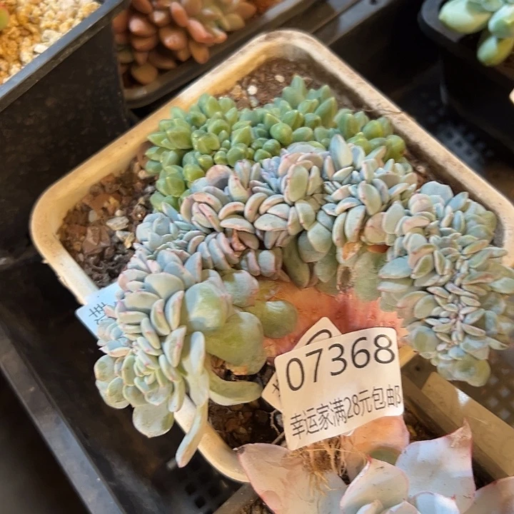 绿***丹幸运的是我还在努力地