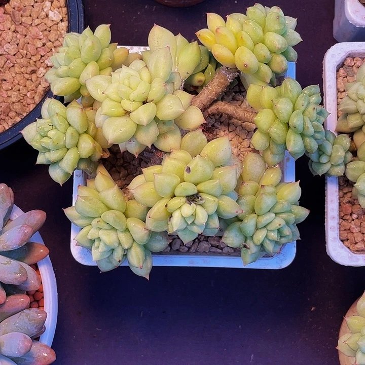 叶***子多肉植物多肉象牙
