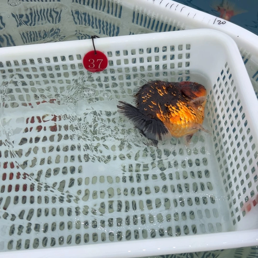 香***市金鱼了吗你是谁啊我的手机号