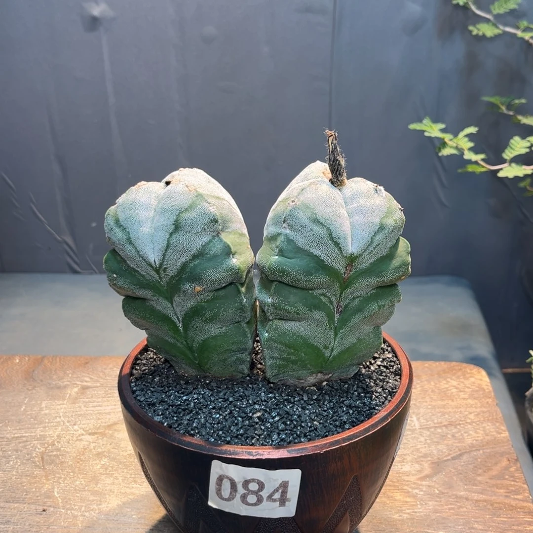 三角双头Zzzzzzzzzzzzzz