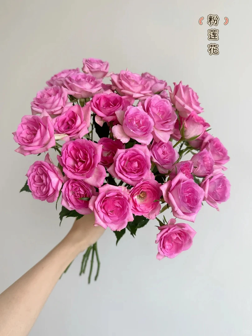 【粉莲花多头玫瑰】鲜切花两单中通三单顺丰冷链送货上门云南直发