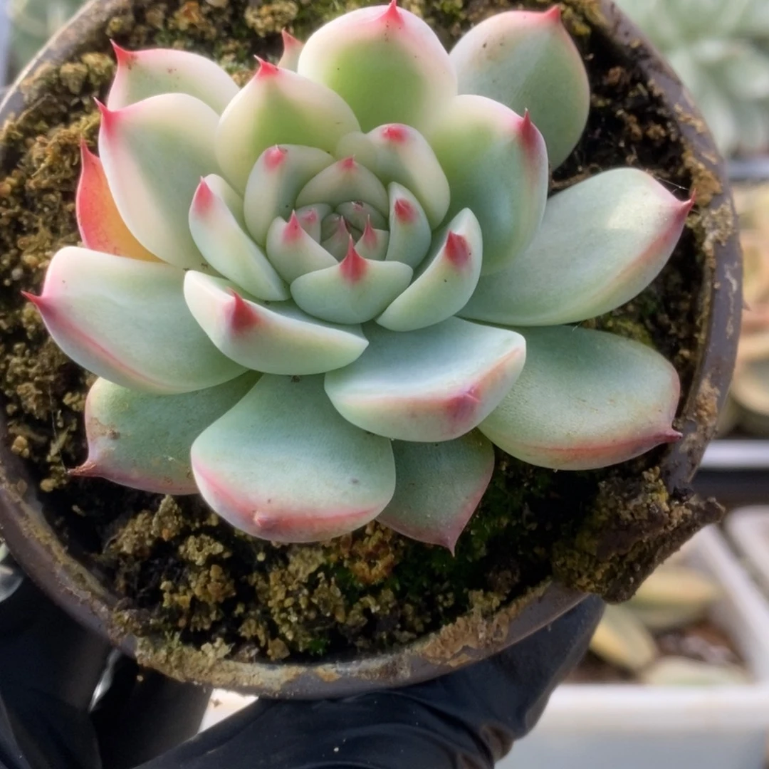 102锦锦锦锦锦锦锦锦