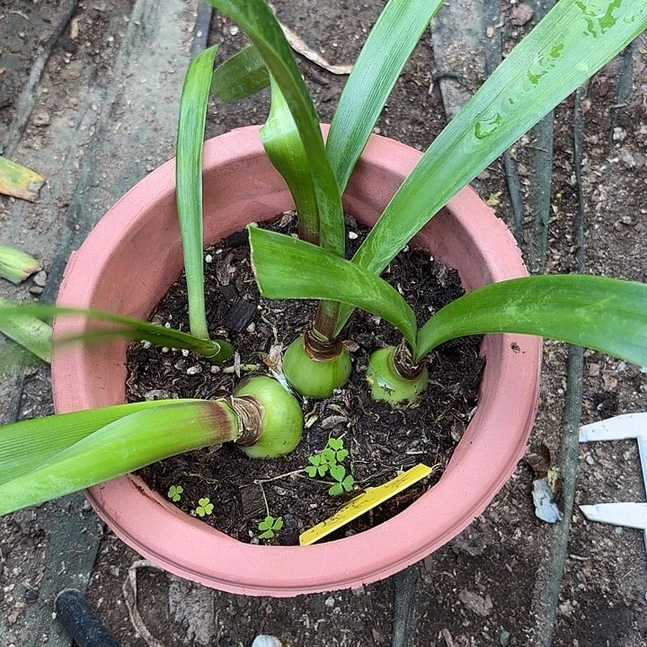 无花朵朱顶红喜洋洋大大小小5颗