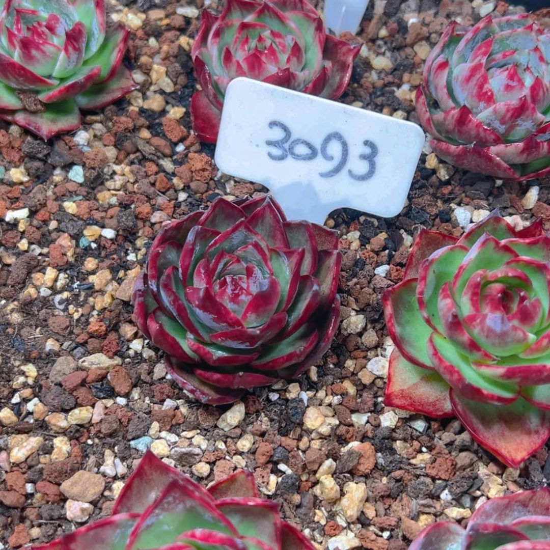 吾**妞小惊鸿仙子3093号缺水介意勿拍