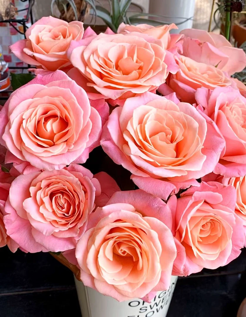 云南直发基地朱小姐单头玫瑰鲜切花 支全场任意两单顺丰/京东