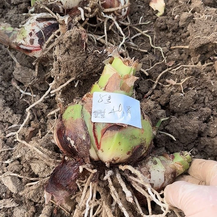 甜蜜8号带侧一大一小