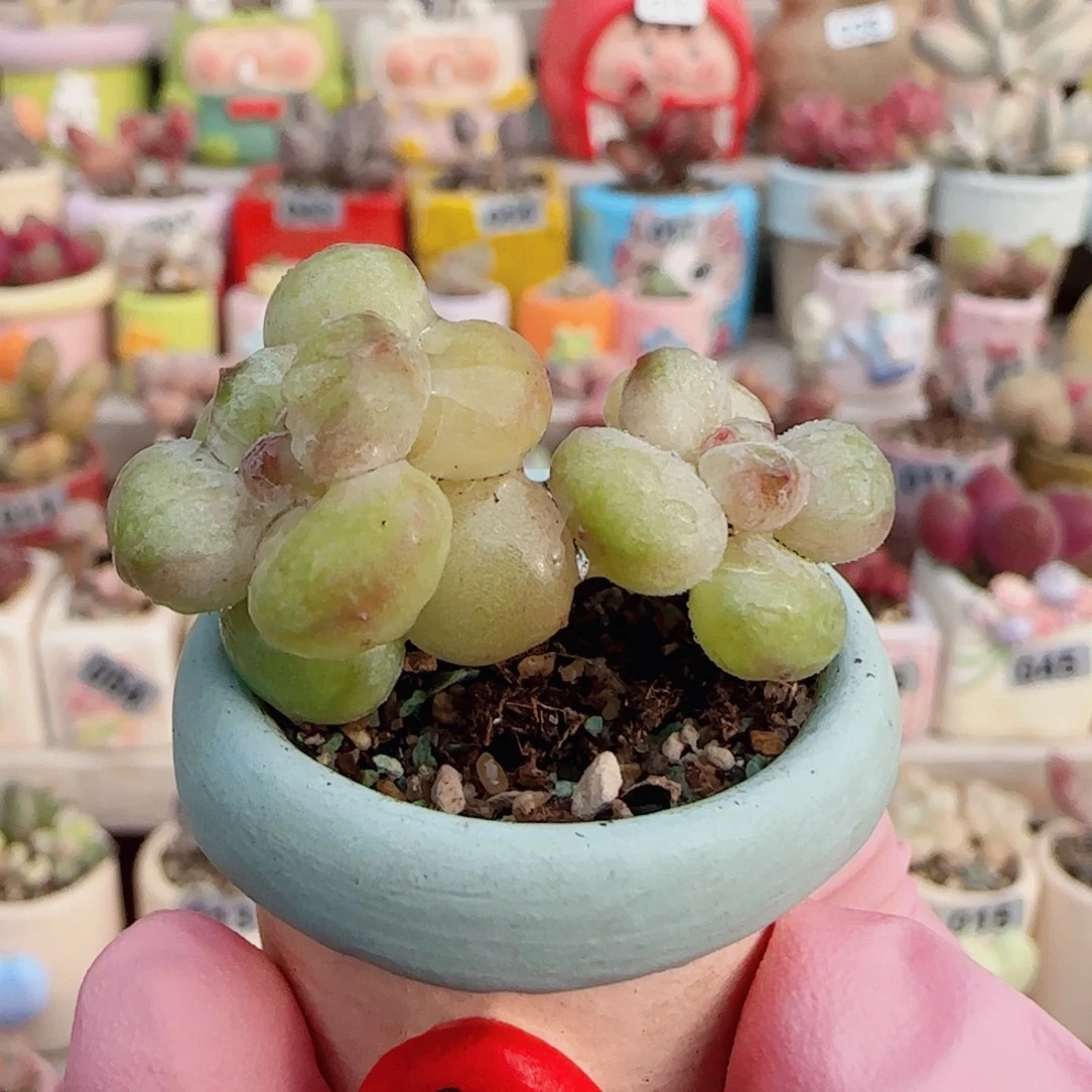 阳光玫瑰 盆口2.5cm