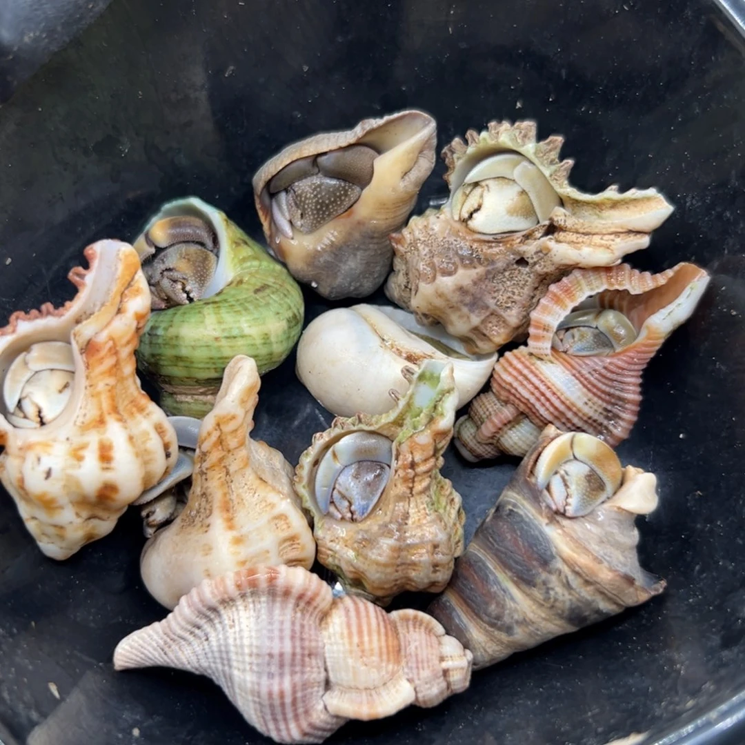 42 寄居蟹活体不退不换