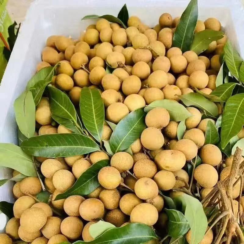 广东高州石硖龙眼新鲜现摘现发清甜多汁肉厚饱满当季水果
