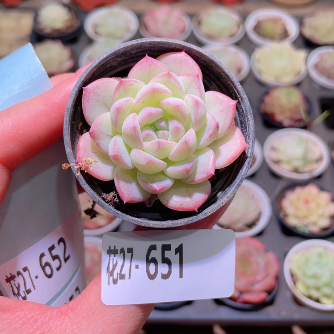 花利美27-651白桃汽水