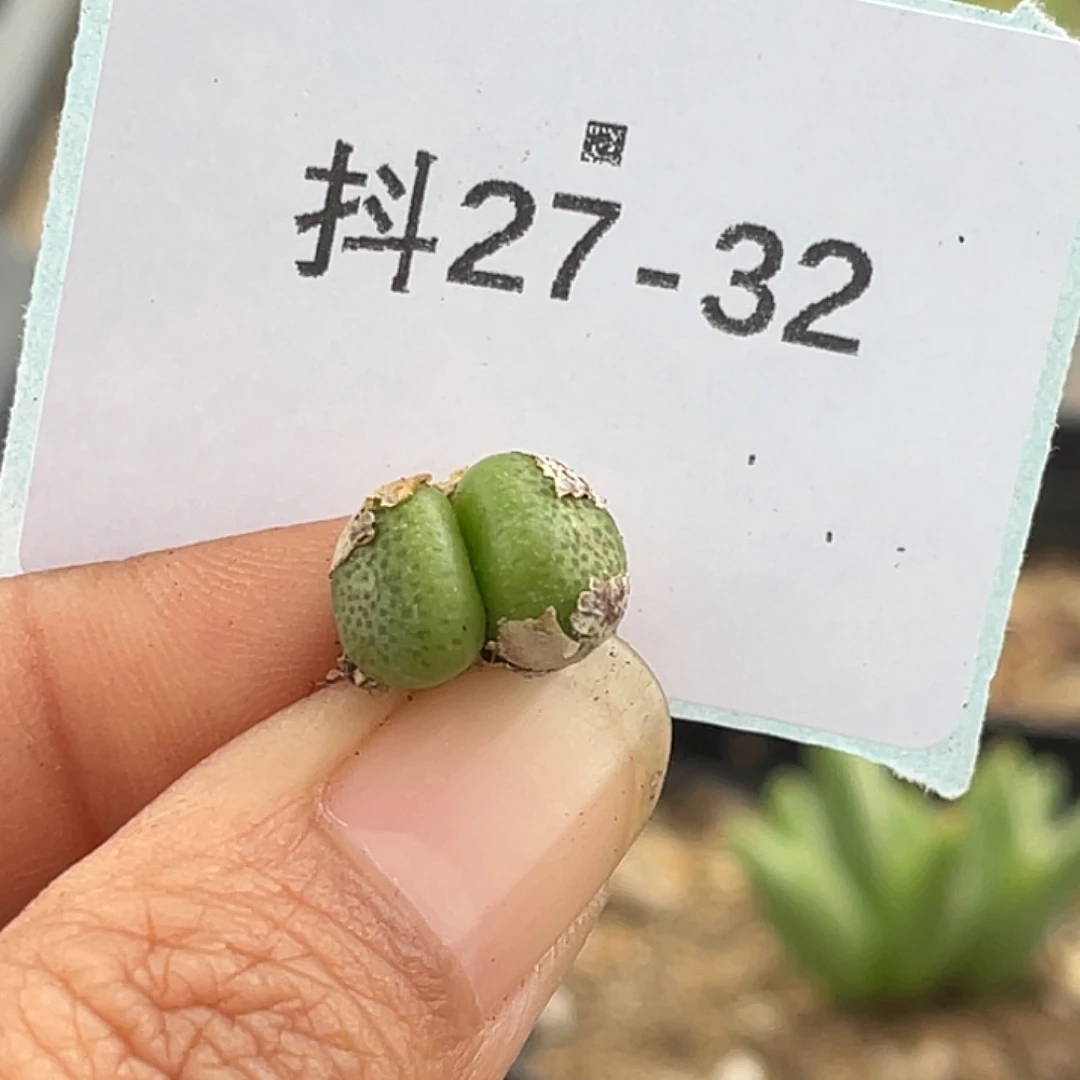 27-32肉锥多肉植物