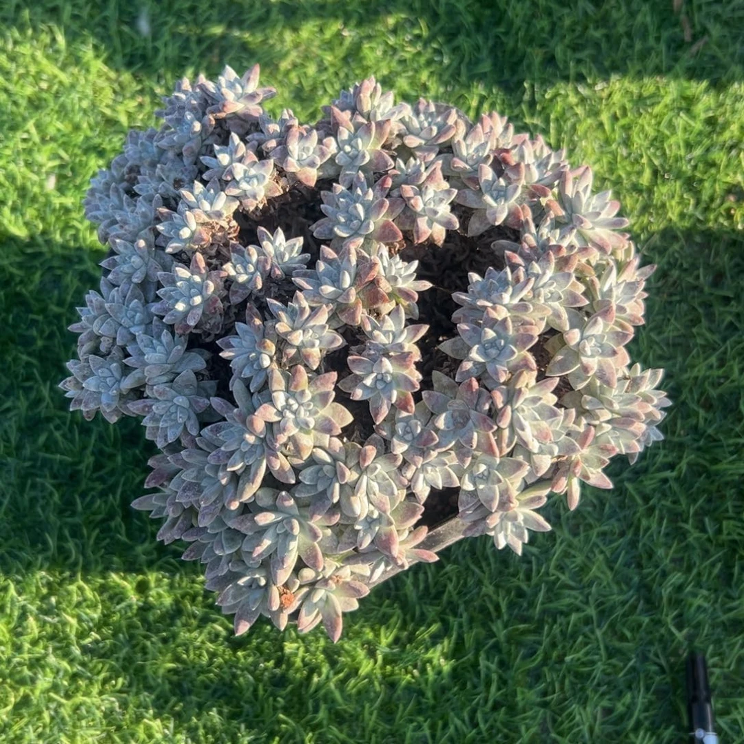 爱心白菊～一物一拍666