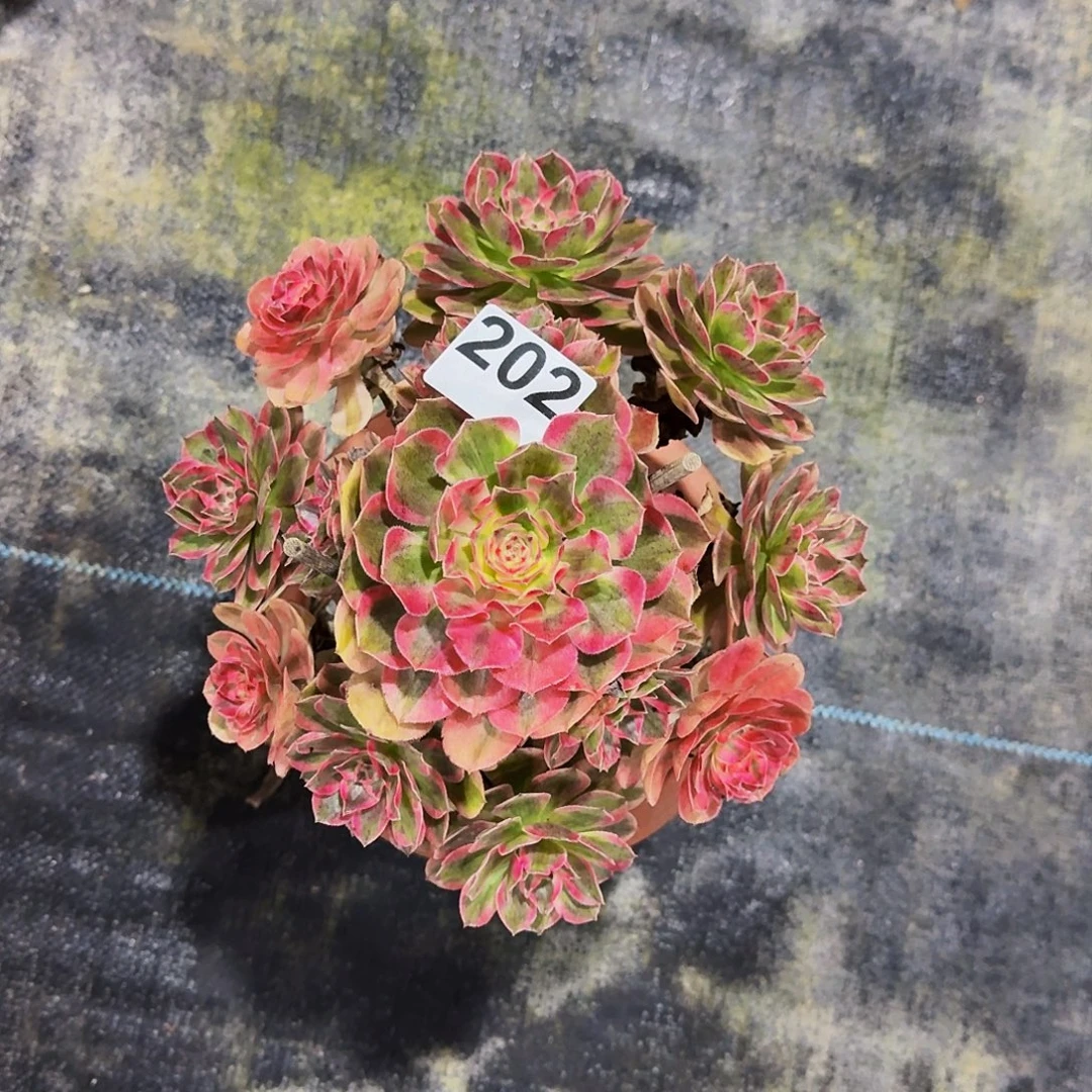 202云荷冠服20公分以上