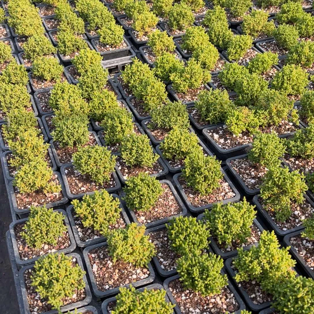 量拍 金桔 黑色十方盆