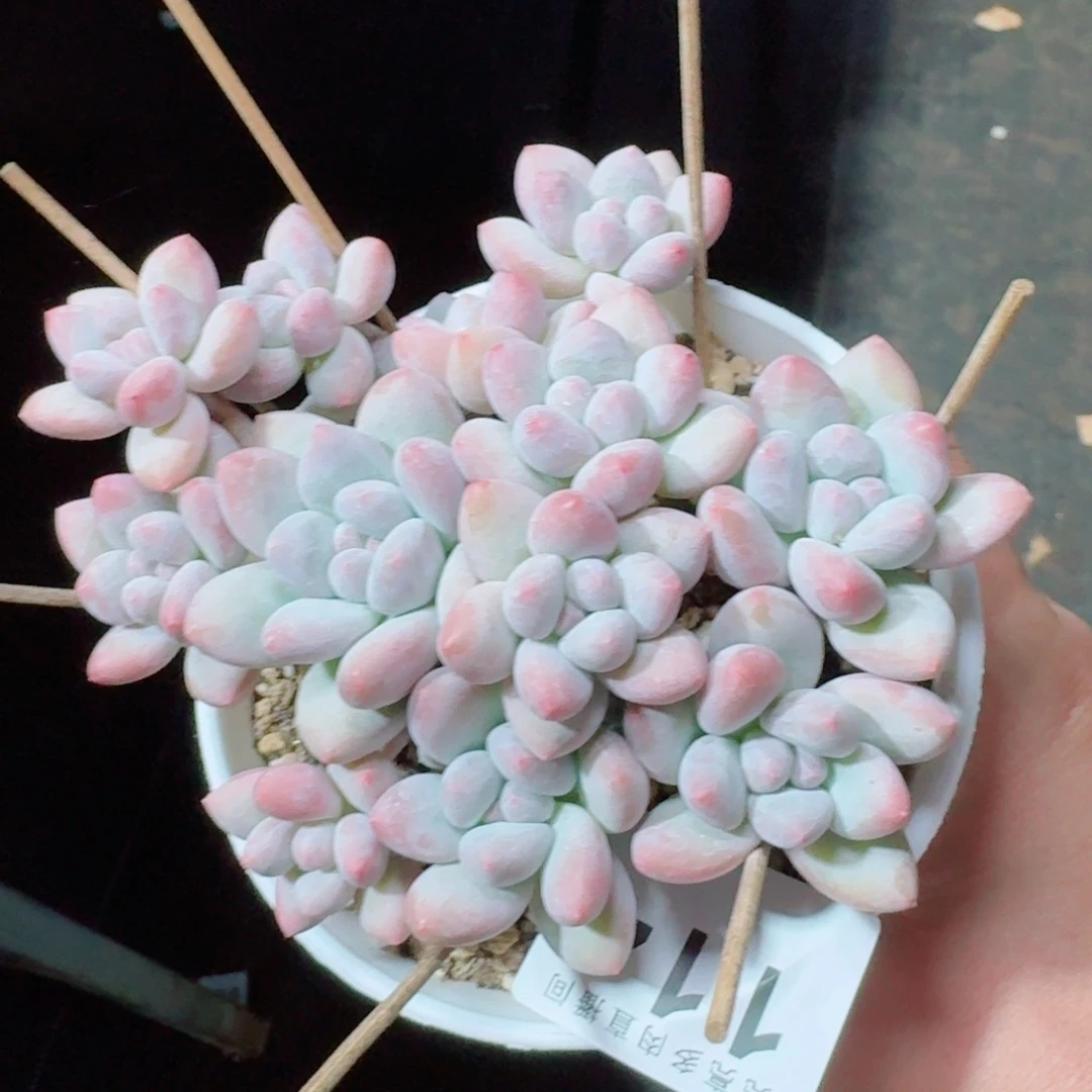 丸叶香水群生            精美多肉植物