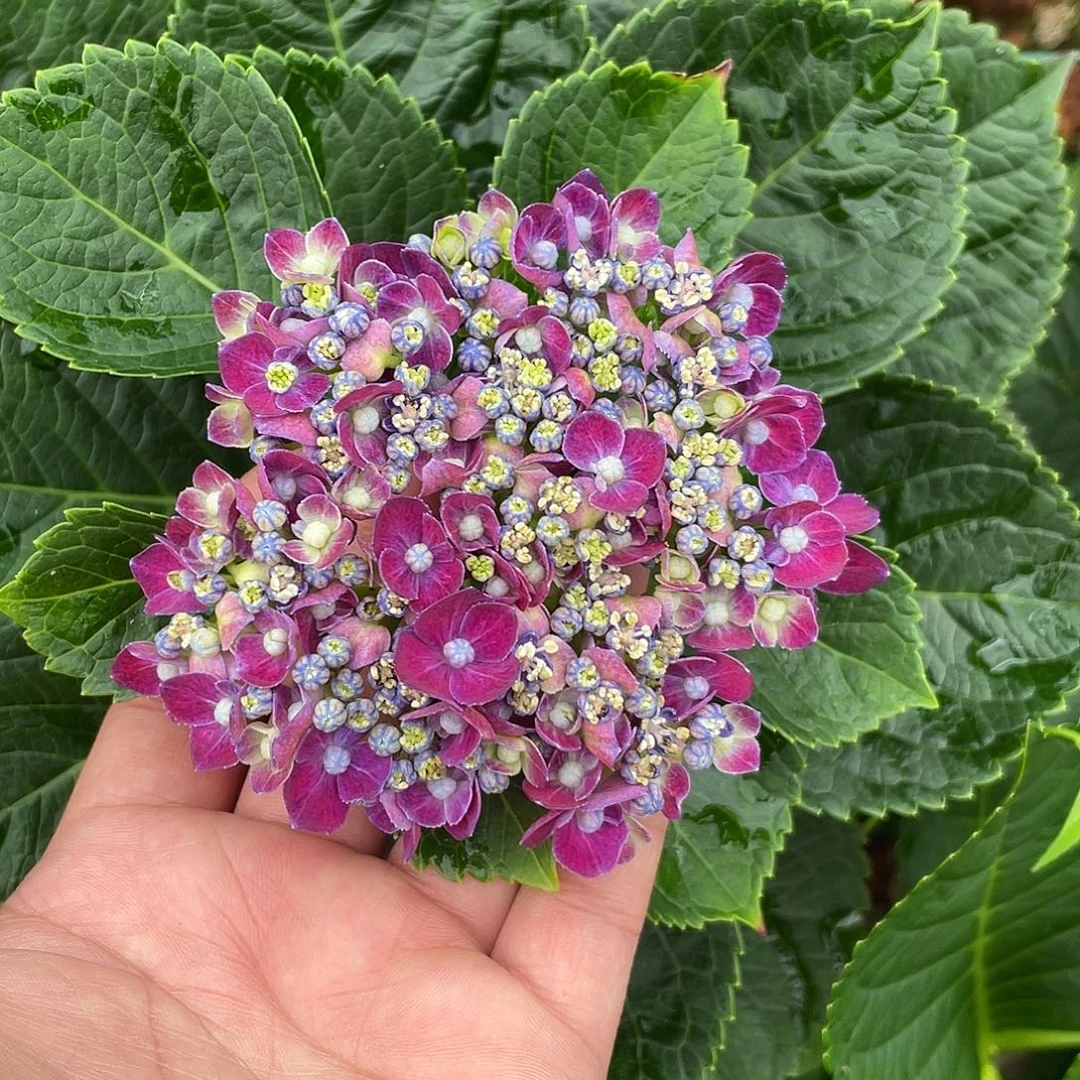 绣球切花一物一拍3枝起包邮，72