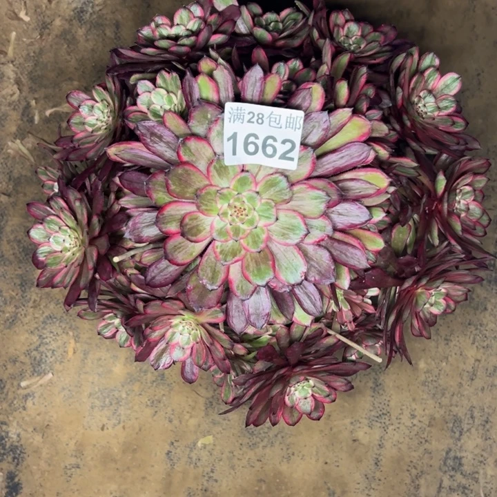 1662南紫霞多肉植物