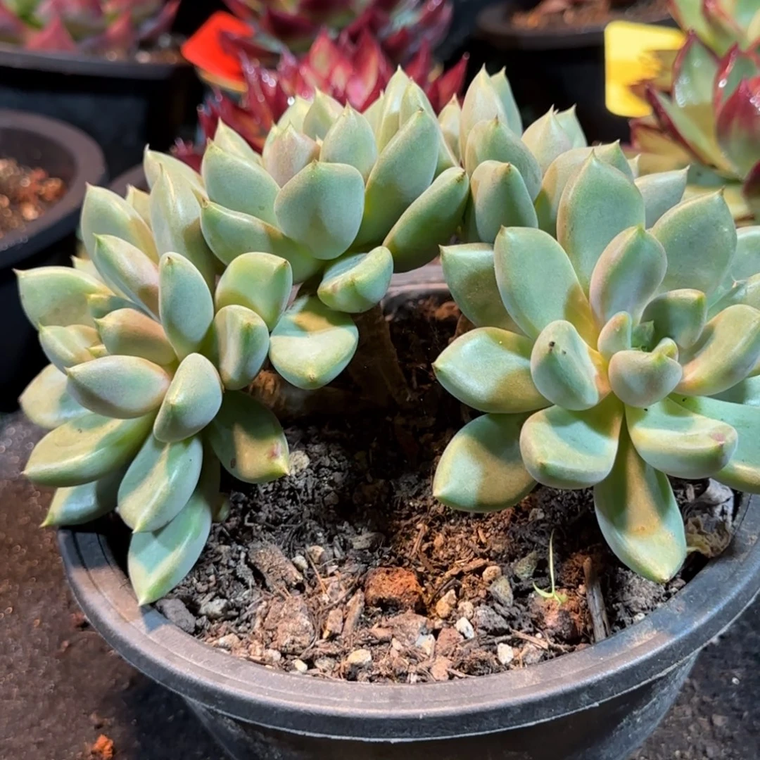 红象牙朵朵缀惊鸿一物一拍包装收缩花旱