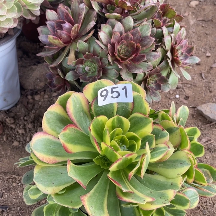 无花朵951多肉植物组合无售后