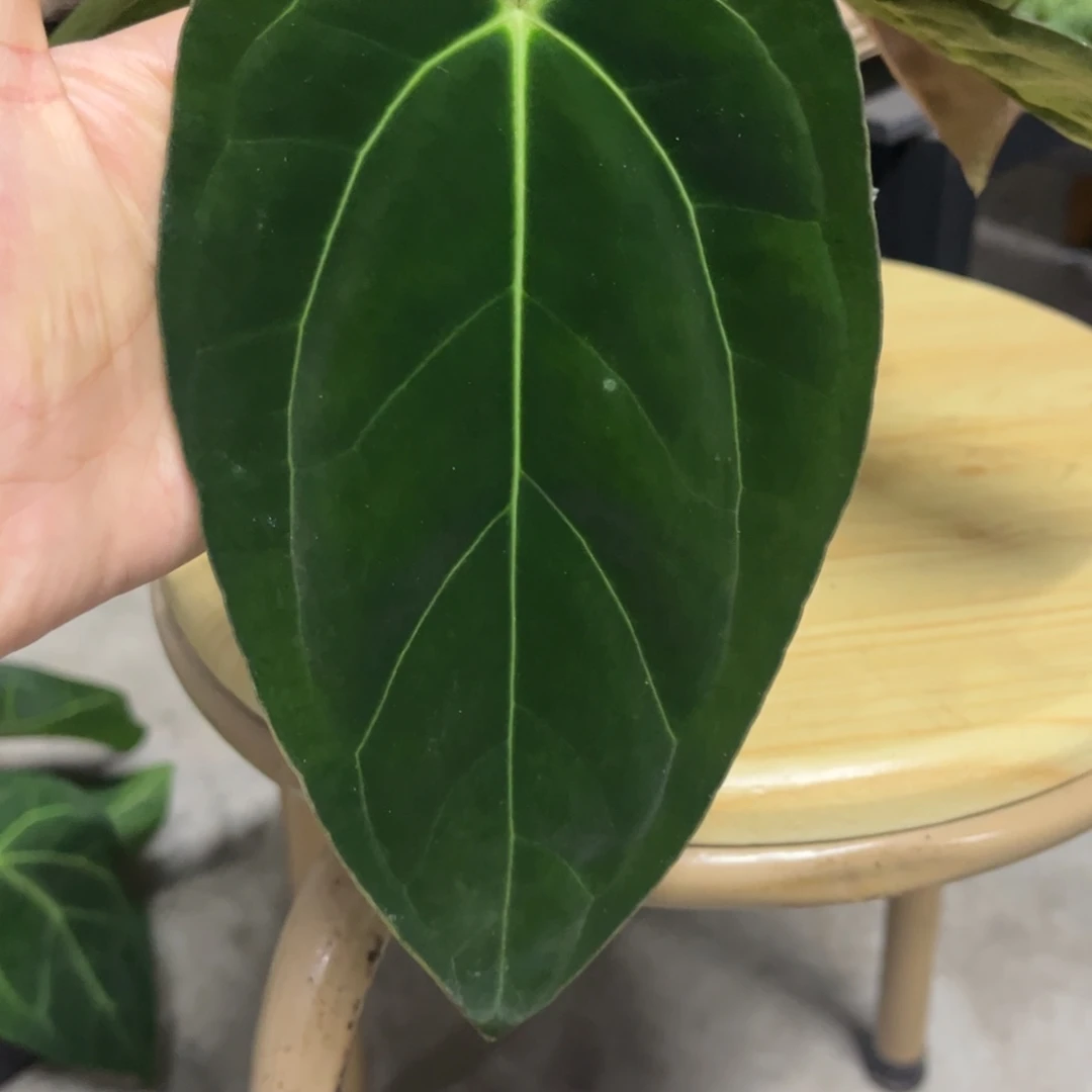 无花朵14加通湖杂贝斯（活动两颗包邮 不售后）
