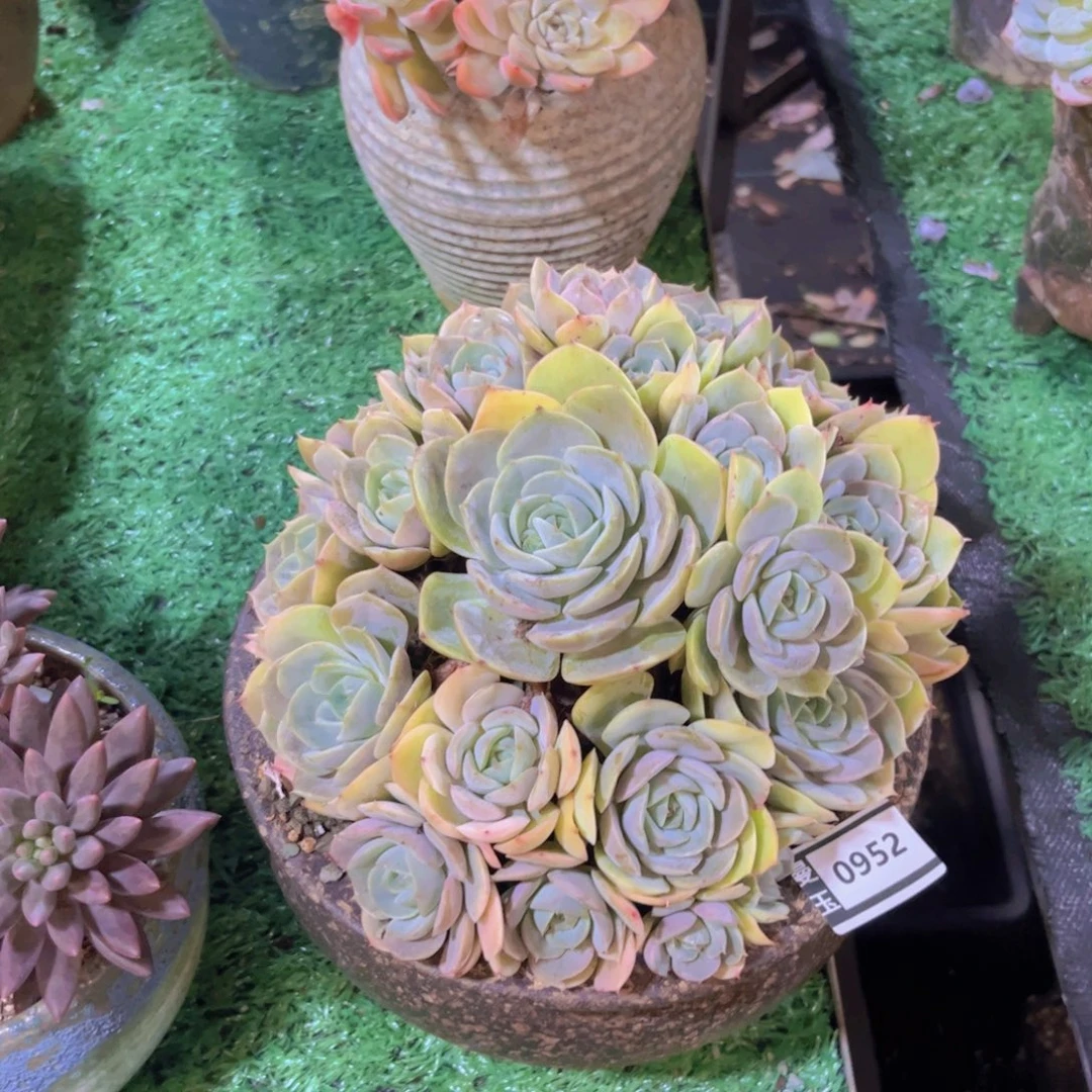 蓝色苍鹭多肉植物0952