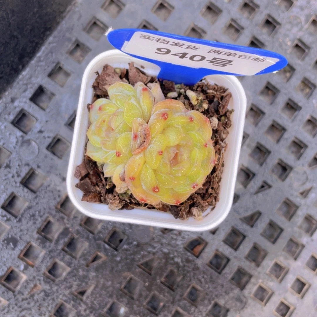 940号黄体白色恋人双头一个