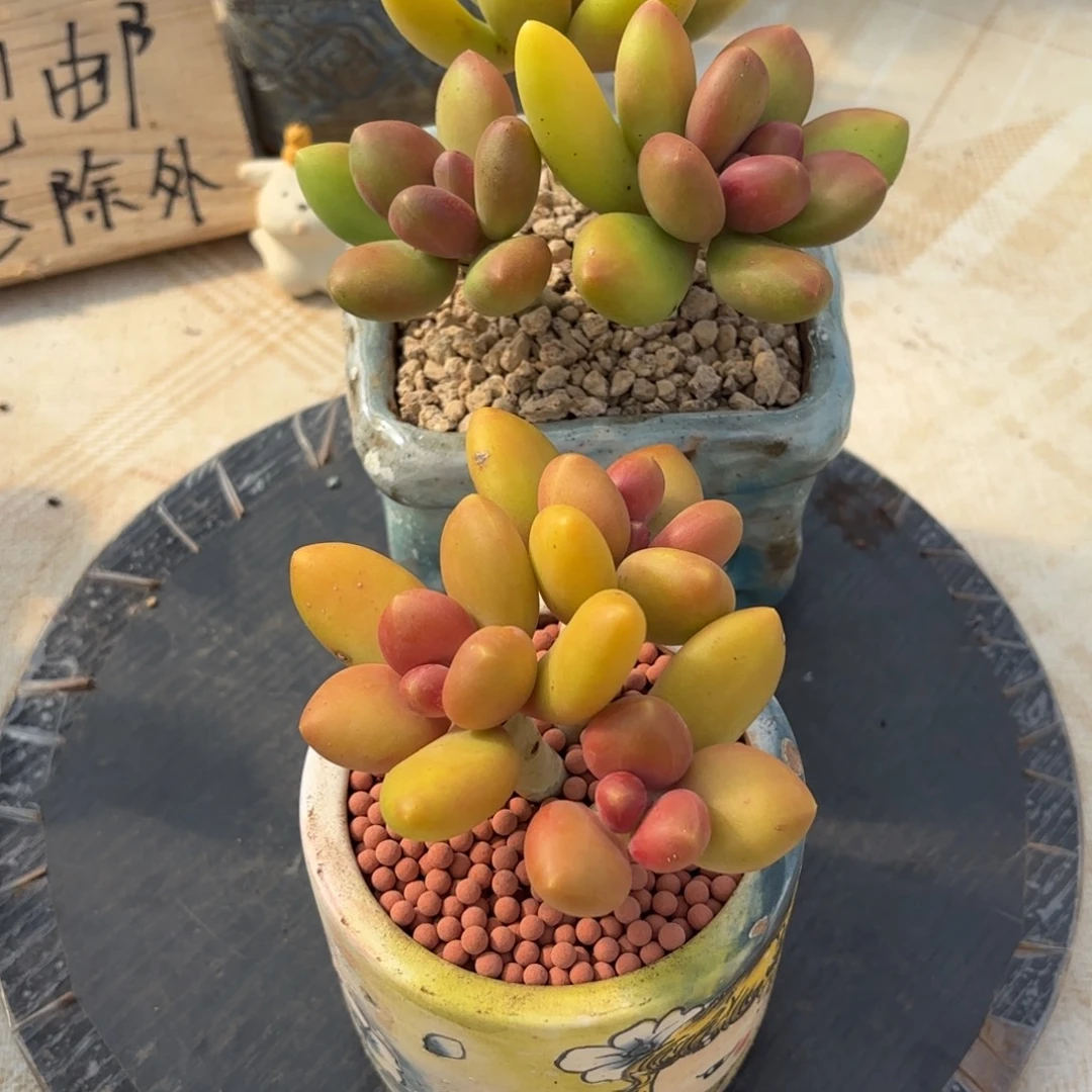 心***a多肉植物芒果奶2颗发货
