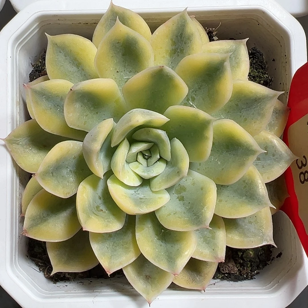 满38包邮抹茶菩提锦