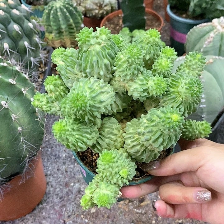 花花草草花花草草