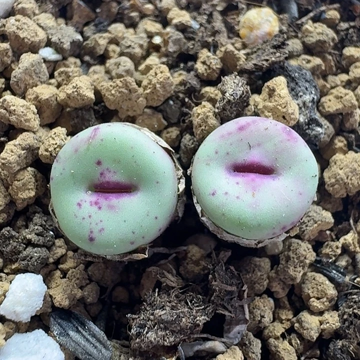老马生石花p嘴2105