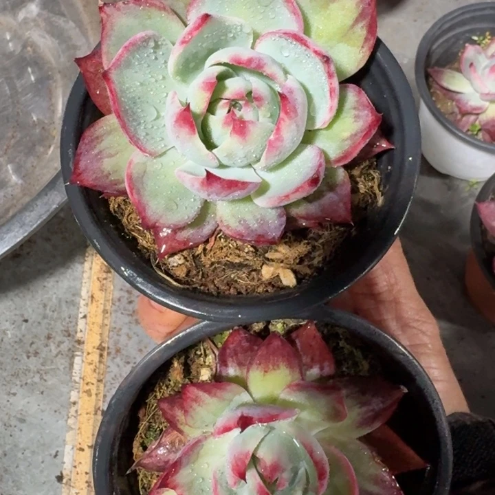 7号2颗小外翻惊鸿