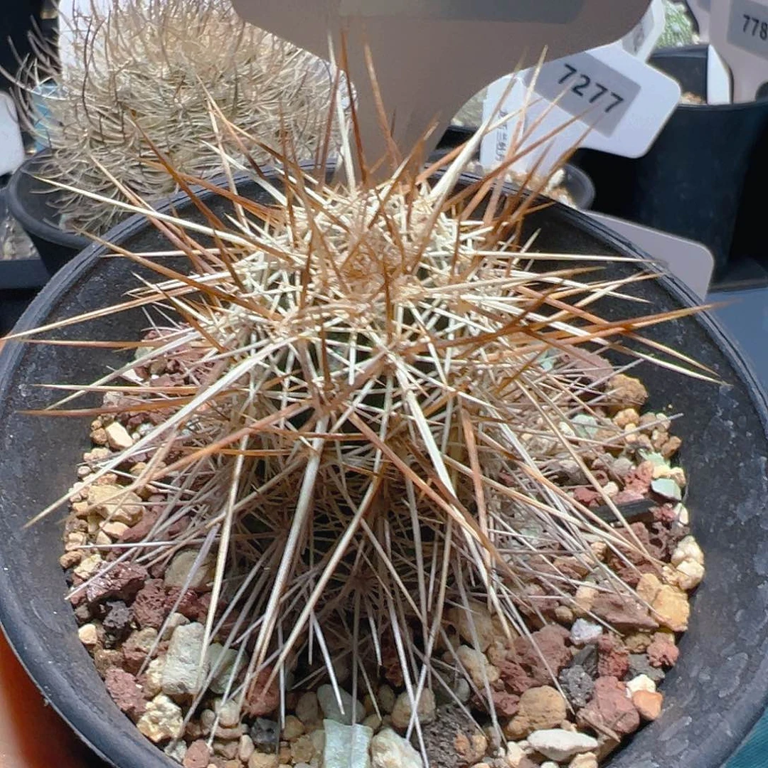 7663犰狳司虾实生裸根发