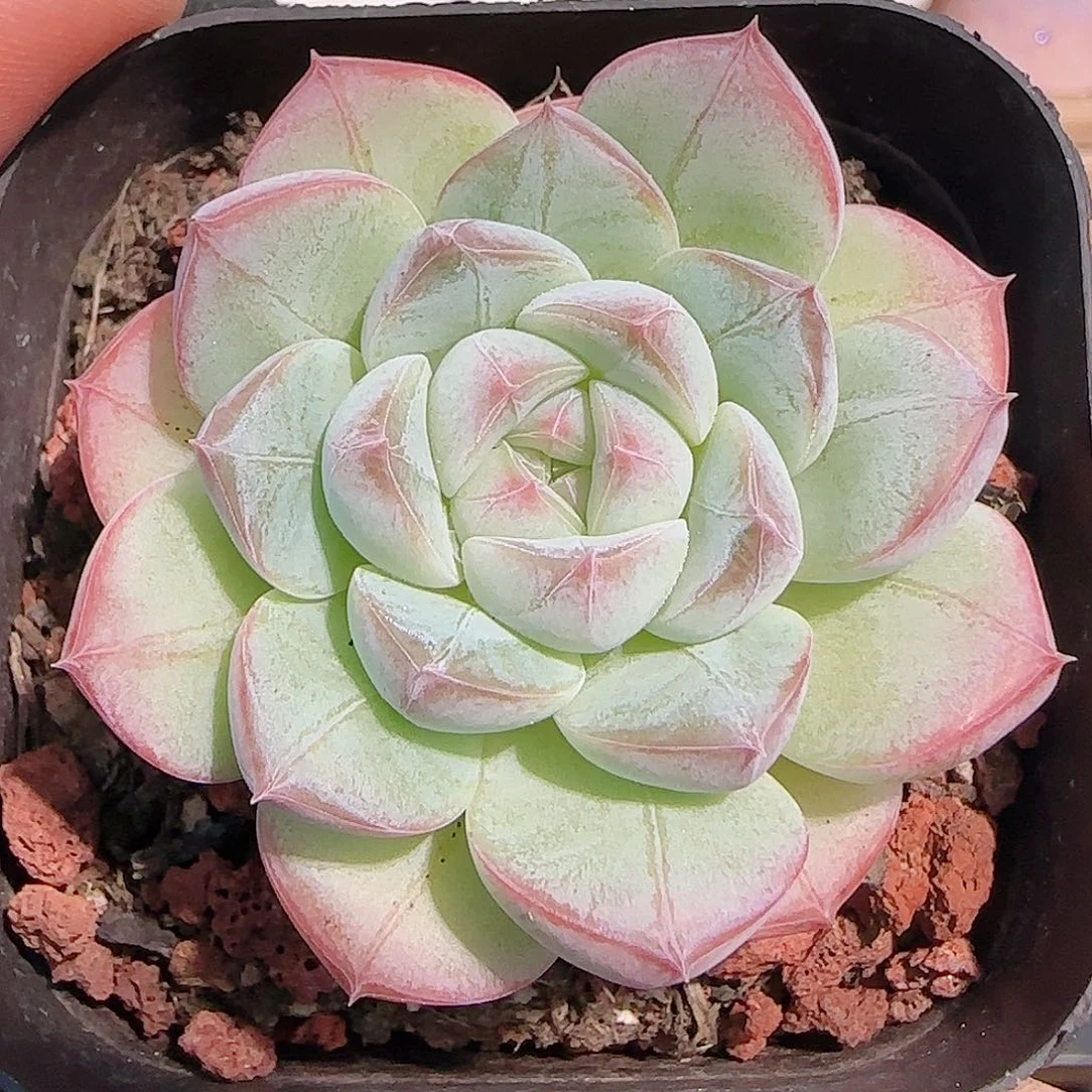 多肉1029--146暗纹系