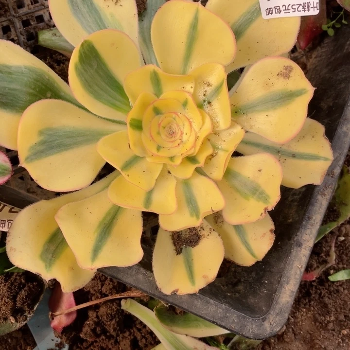 嗨**娜871王妃多肉，a12345678