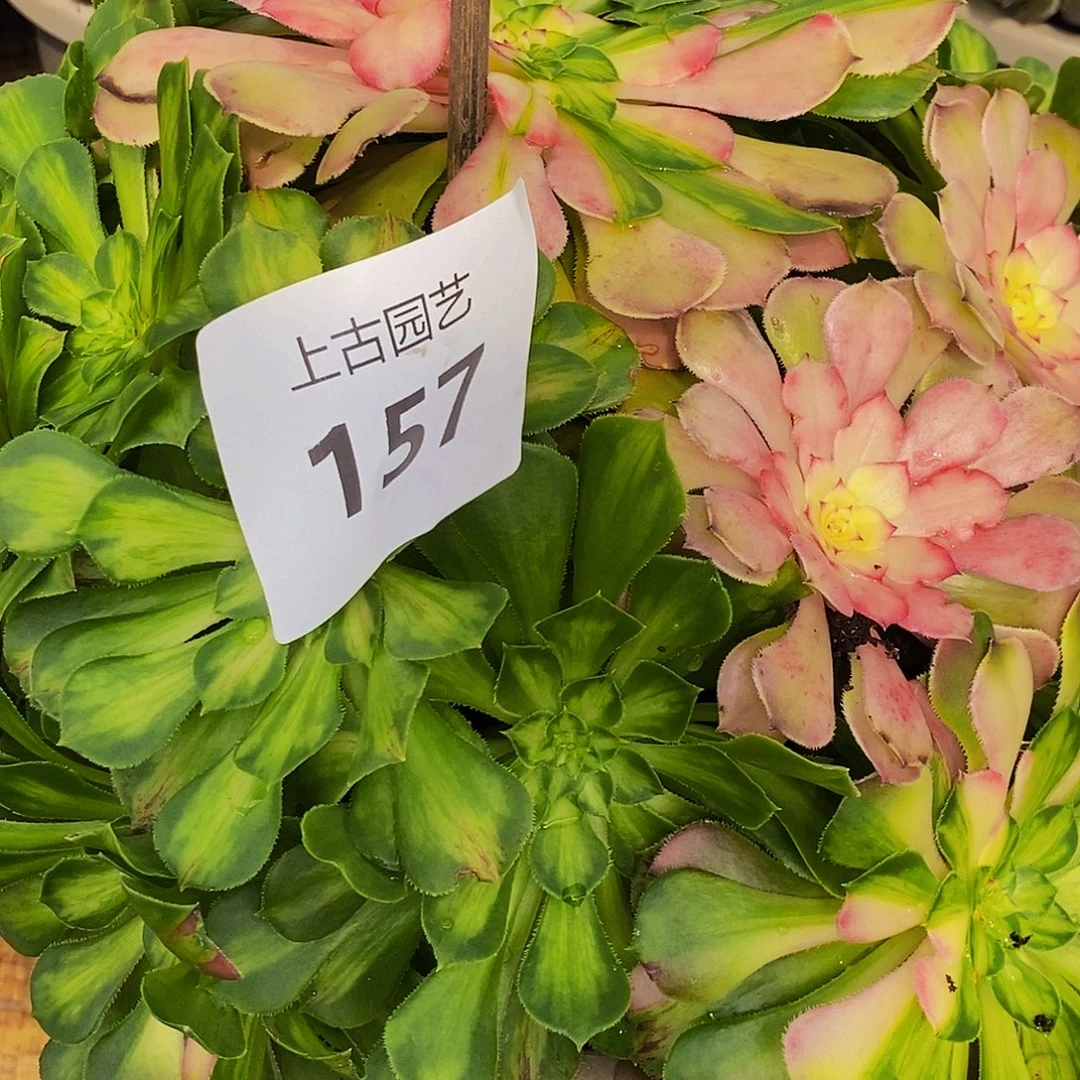 এ****上古园艺多肉植物157