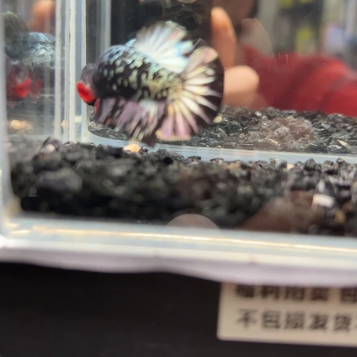 斗鱼跑单拉黑3日40