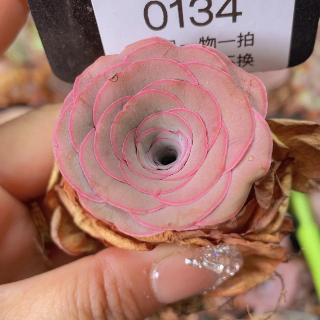山地玫瑰0134裸根发货断枝不包损不售后