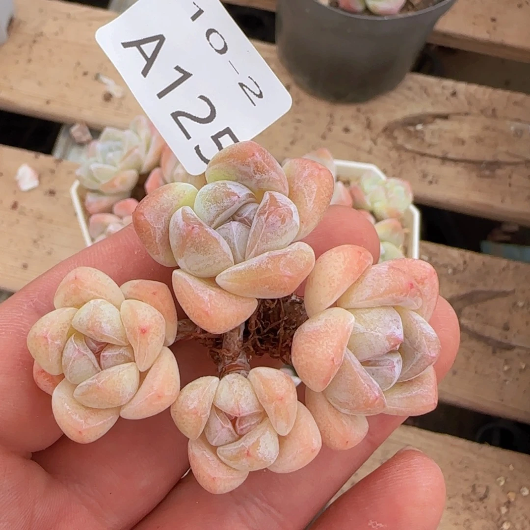 ****冰玉四头老桩一颗脱土