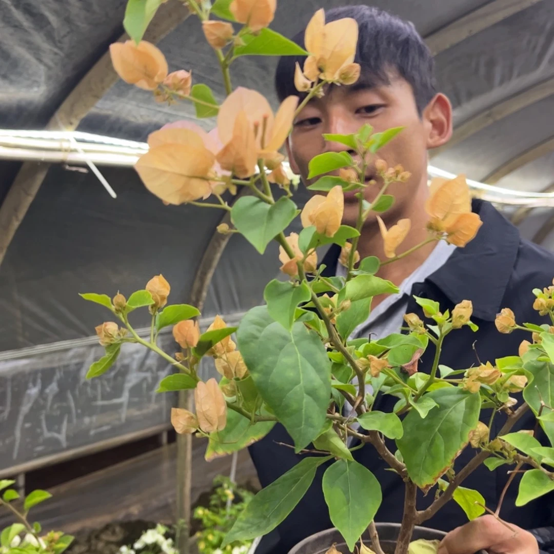 完全开放（嫡公主）三角梅会落花落叶会光杆苗有大有小