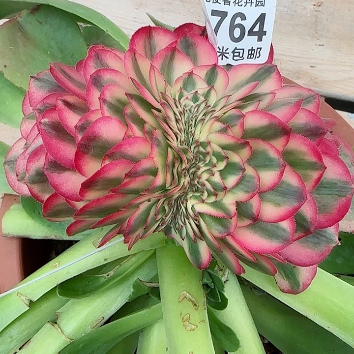 多肉法师荔枝缀化