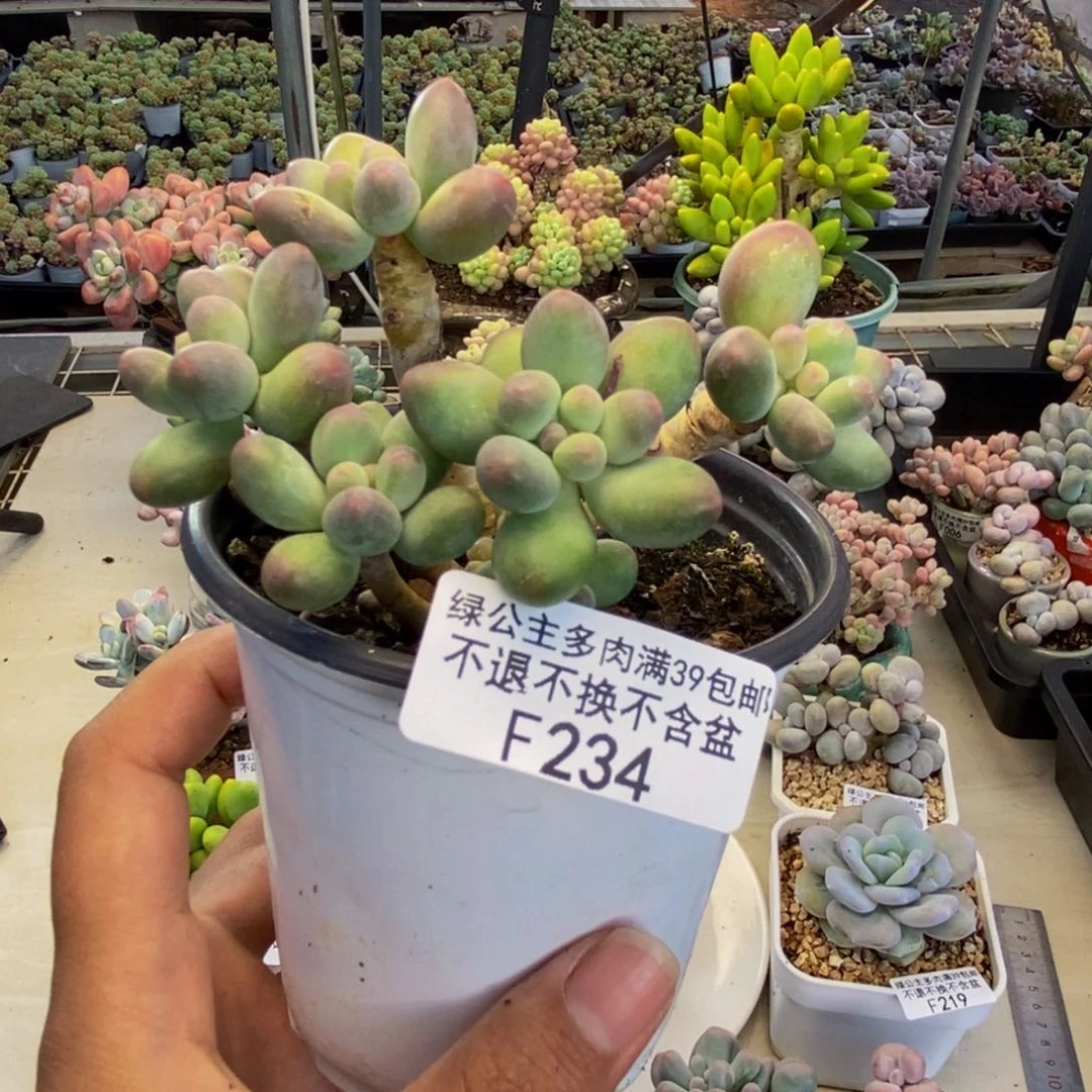 234苹果奶多肉7c m